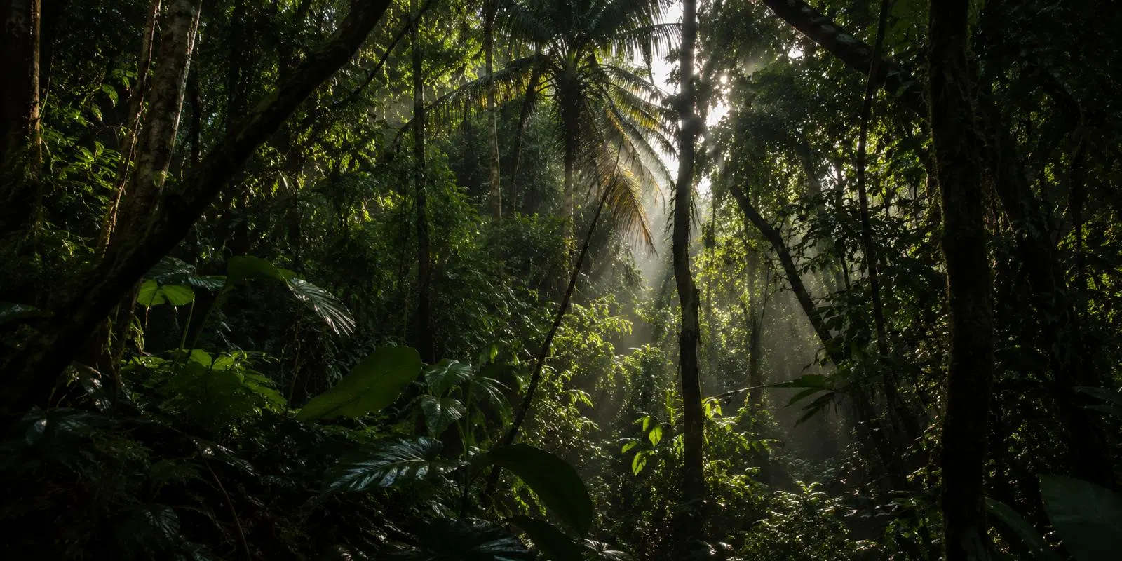 Tropical nature at Maratopia in Puerto Limón
